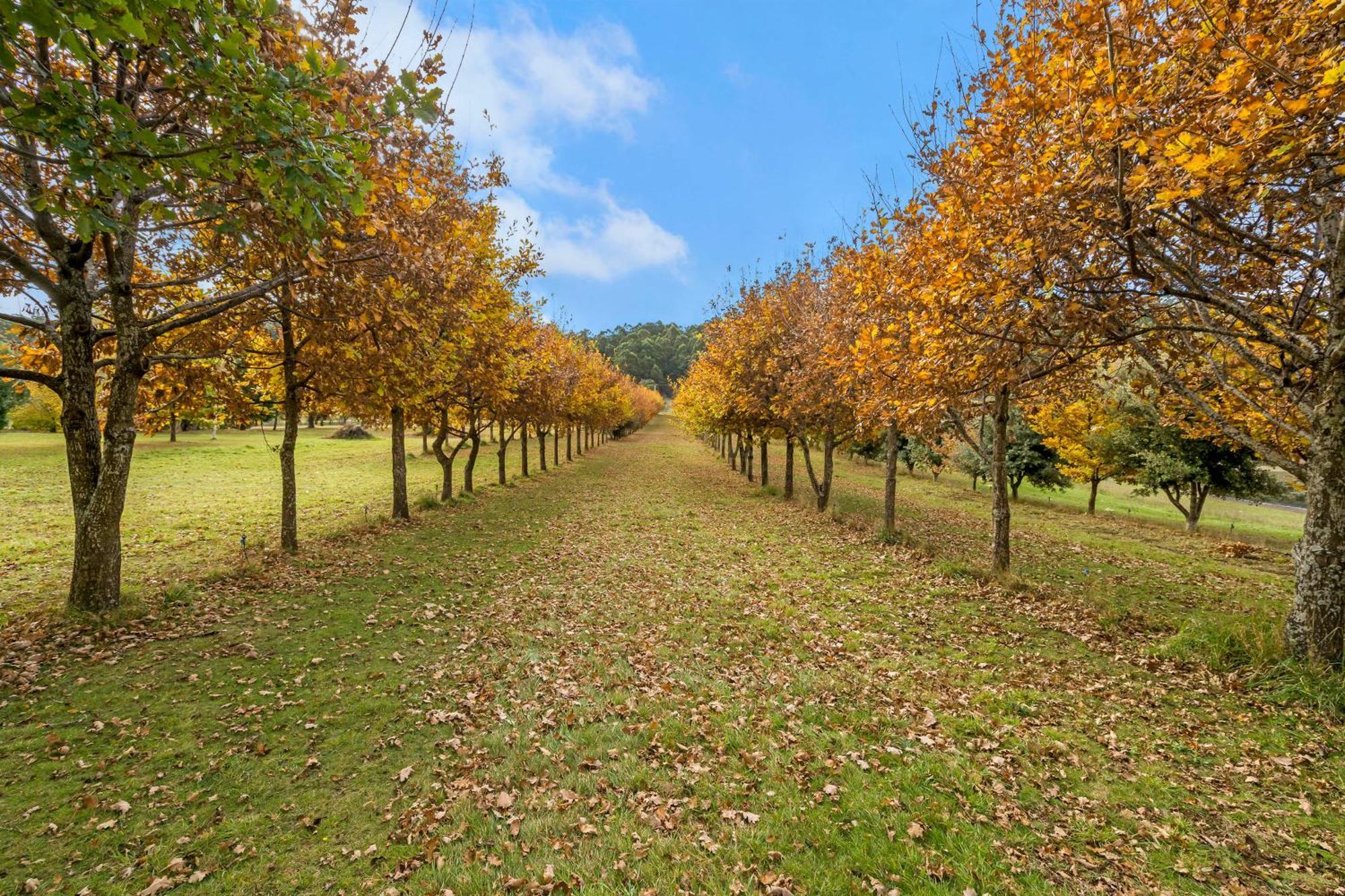 Blackwood Park Cottages Mole Creek Exteriér fotografie